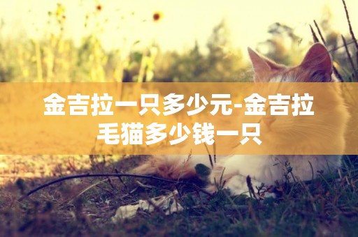 金吉拉一只多少元-金吉拉毛貓多少錢一只