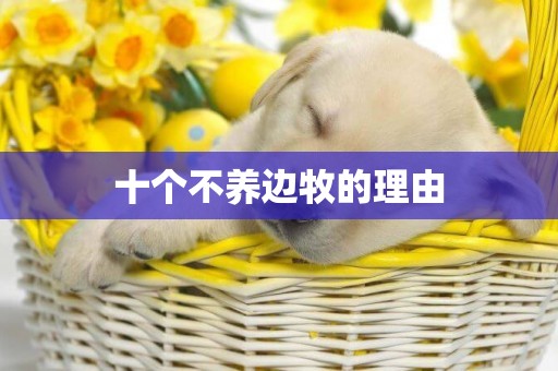 十個不養邊牧的理由