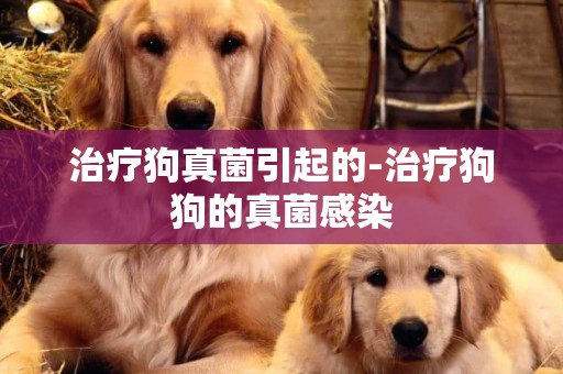 治療狗真菌引起的-治療狗狗的真菌感染