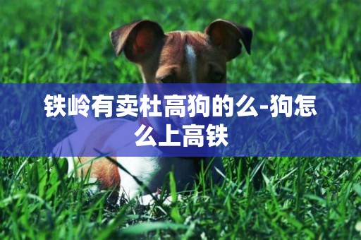 鐵嶺有賣杜高狗的么-狗怎么上高鐵