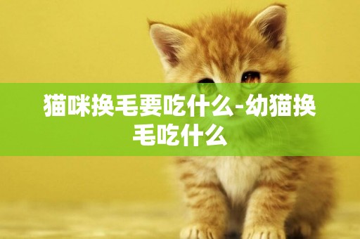 貓咪換毛要吃什么-幼貓換毛吃什么