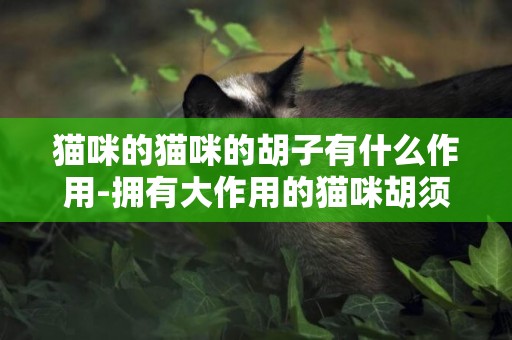 貓咪的貓咪的胡子有什么作用-擁有大作用的貓咪胡須