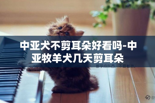 中亞犬不剪耳朵好看嗎-中亞牧羊犬幾天剪耳朵