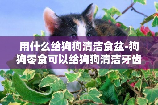 用什么給狗狗清潔食盆-狗狗零食可以給狗狗清潔牙齒