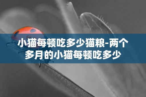 小貓每頓吃多少貓糧-兩個多月的小貓每頓吃多少
