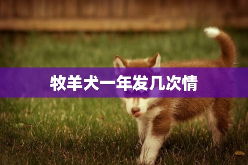 牧羊犬一年發幾次情