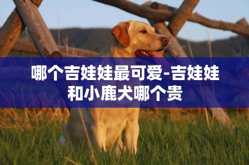 哪個吉娃娃最可愛-吉娃娃和小鹿犬哪個貴