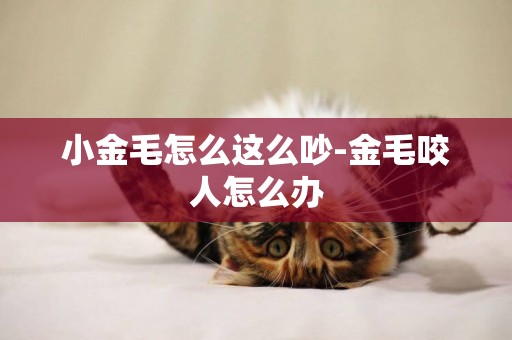 小金毛怎么這么吵-金毛咬人怎么辦