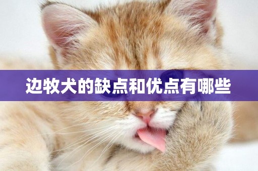 邊牧犬的缺點和優點有哪些