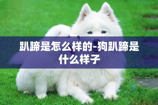 趴蹄是怎么樣的-狗趴蹄是什么樣子