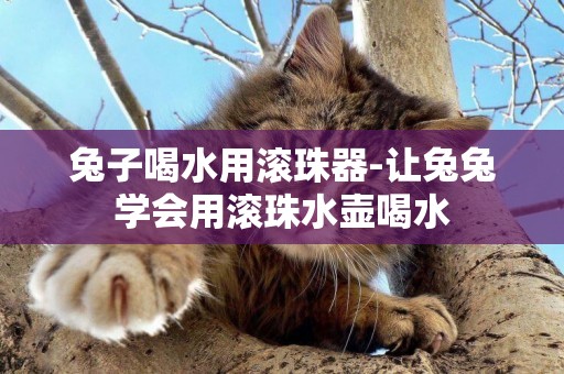 兔子喝水用滾珠器-讓兔兔學會用滾珠水壺喝水