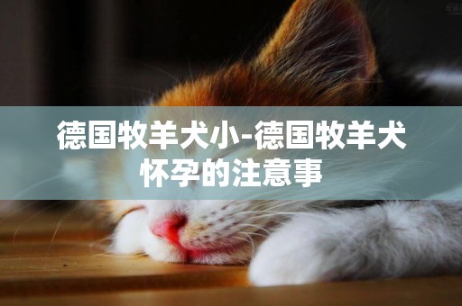 德國牧羊犬小-德國牧羊犬懷孕的注意事