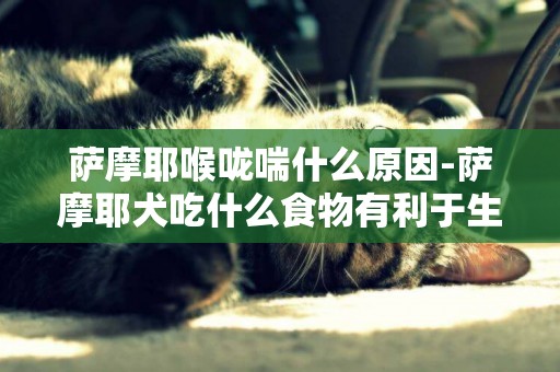 薩摩耶喉嚨喘什么原因-薩摩耶犬吃什么食物有利于生長發育