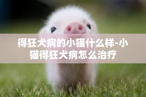 得狂犬病的小貓什么樣-小貓得狂犬病怎么治療
