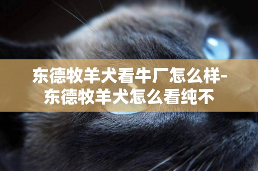 東德牧羊犬看牛廠怎么樣-東德牧羊犬怎么看純不