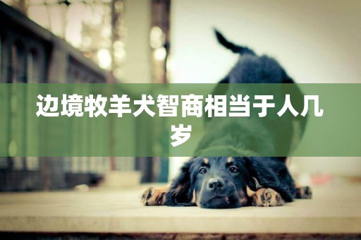 邊境牧羊犬智商相當于人幾歲