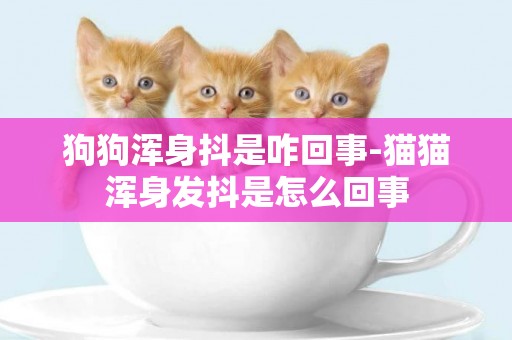 狗狗渾身抖是咋回事-貓貓渾身發抖是怎么回事