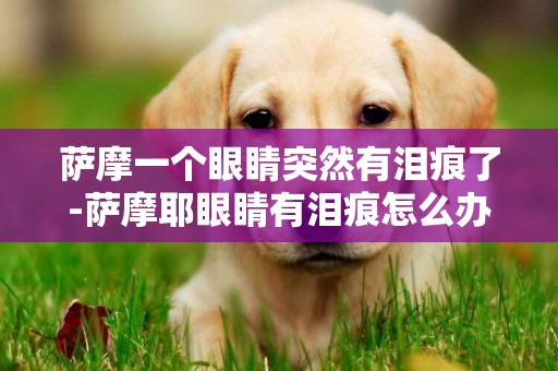 薩摩一個眼睛突然有淚痕了-薩摩耶眼睛有淚痕怎么辦