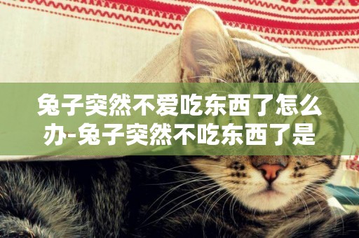 兔子突然不愛吃東西了怎么辦-兔子突然不吃東西了是什么原因