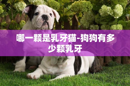 哪一顆是乳牙貓-狗狗有多少顆乳牙