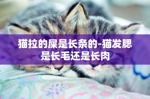 貓拉的屎是長條的-貓發腮是長毛還是長肉
