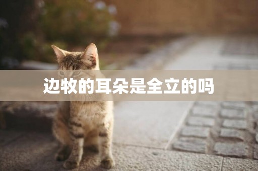 邊牧的耳朵是全立的嗎
