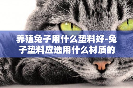 養殖兔子用什么墊料好-兔子墊料應選用什么材質的