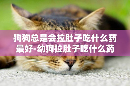 狗狗總是會拉肚子吃什么藥最好-幼狗拉肚子吃什么藥好