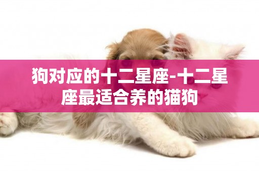 狗對應的十二星座-十二星座最適合養的貓狗