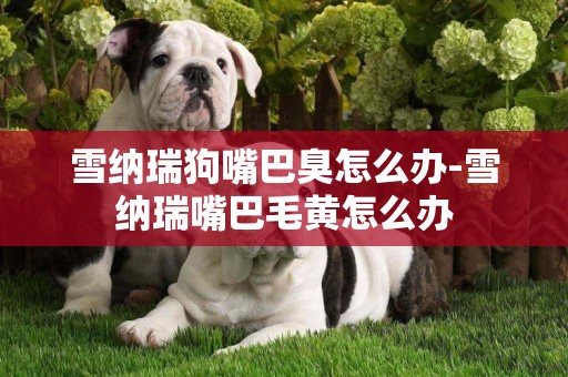雪納瑞狗嘴巴臭怎么辦-雪納瑞嘴巴毛黃怎么辦