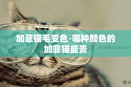 加菲貓毛變色-哪種顏色的加菲貓最貴
