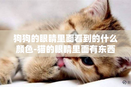 狗狗的眼睛里面看到的什么顏色-貓的眼睛里面有東西是什么顏色