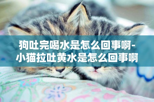 狗吐完喝水是怎么回事啊-小貓拉吐黃水是怎么回事啊