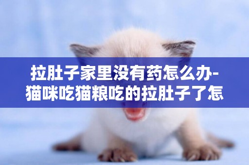 拉肚子家里沒有藥怎么辦-貓咪吃貓糧吃的拉肚子了怎么辦