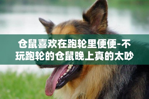 倉鼠喜歡在跑輪里便便-不玩跑輪的倉鼠晚上真的太吵了