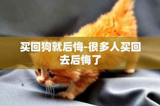 買回狗就后悔-很多人買回去后悔了