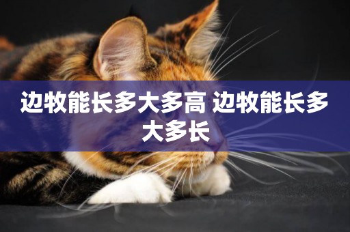 邊牧能長多大多高 邊牧能長多大多長