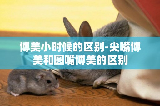 博美小時候的區別-尖嘴博美和圓嘴博美的區別