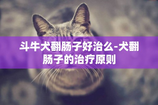 斗牛犬翻腸子好治么-犬翻腸子的治療原則