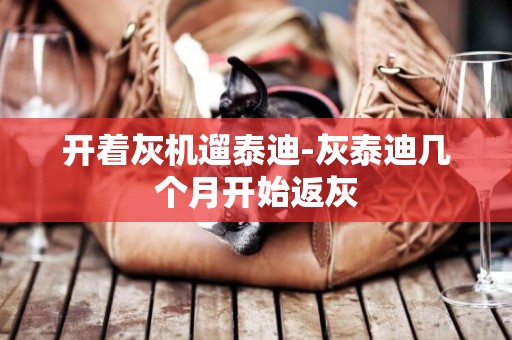 開著灰機遛泰迪-灰泰迪幾個月開始返灰