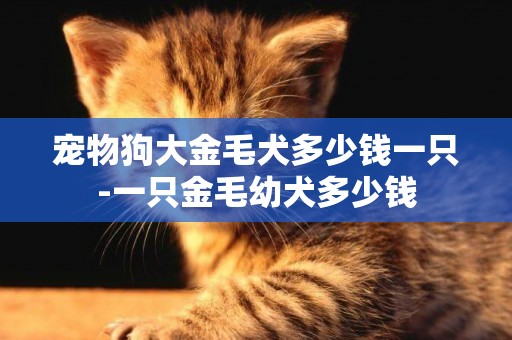 寵物狗大金毛犬多少錢一只-一只金毛幼犬多少錢
