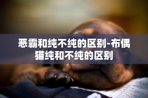 惡霸和純不純的區別-布偶貓純和不純的區別