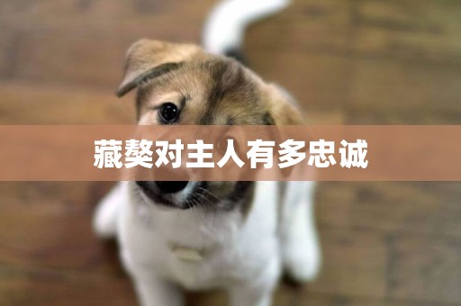 藏獒對主人有多忠誠