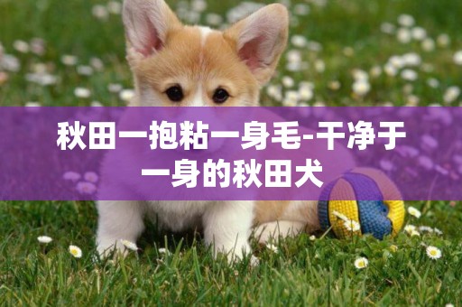 秋田一抱粘一身毛-干凈于一身的秋田犬
