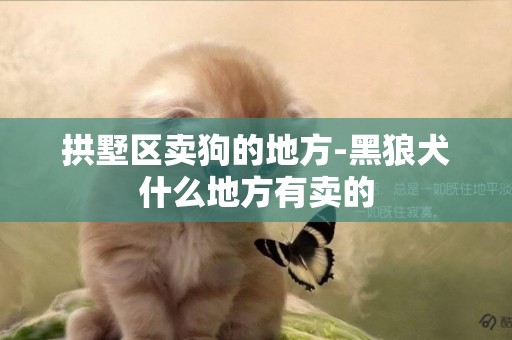拱墅區賣狗的地方-黑狼犬什么地方有賣的