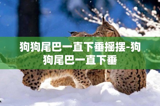 狗狗尾巴一直下垂搖擺-狗狗尾巴一直下垂