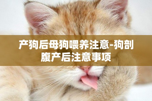 產狗后母狗喂養注意-狗剖腹產后注意事項