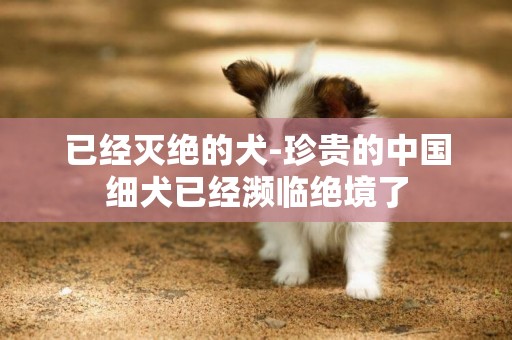 已經滅絕的犬-珍貴的中國細犬已經瀕臨絕境了