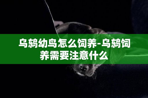 烏鶇幼鳥怎么飼養-烏鶇飼養需要注意什么