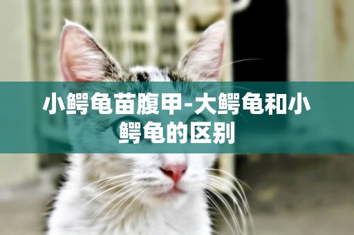 小鱷龜苗腹甲-大鱷龜和小鱷龜的區別